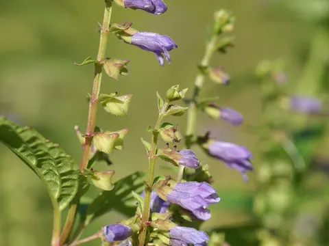 Amerikanisches Helmkraut (Scutellaria lateriflora)