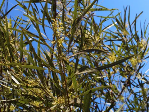 Searsia lancea (Searsia lancea)