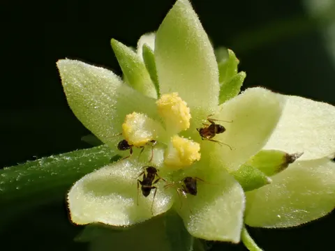Chayote (Sechium edule)