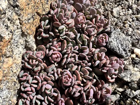 Sierra-Fetthenne (Sedum obtusatum)