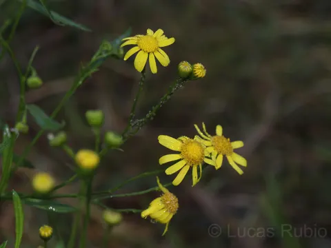 Senecio madagascariensis (Senecio madagascariensis)