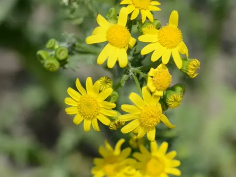 Frühlings-Greiskraut (Senecio vernalis)