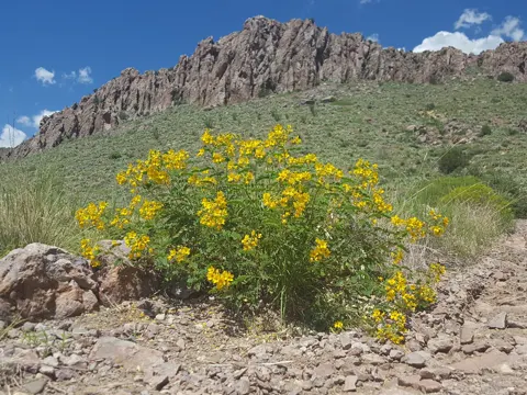 Lindheimer-Kassie (Senna lindheimeriana)