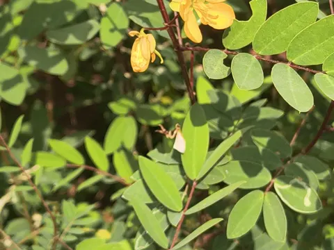 Kaffee-Senna (Senna occidentalis)