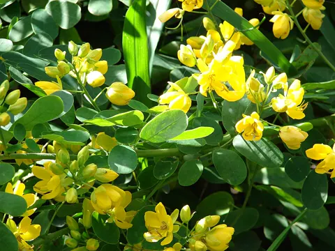 Senna (Senna pendula)