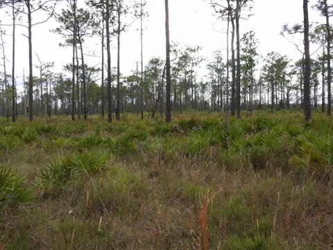 Saw Palmetto Berry (Serenoa repens)
