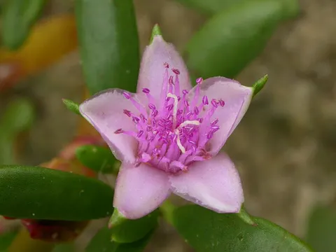 Meerportulak (Sesuvium portulacastrum)