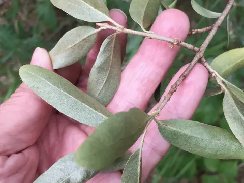 Silber-Elaeagnus (Shepherdia argentea)