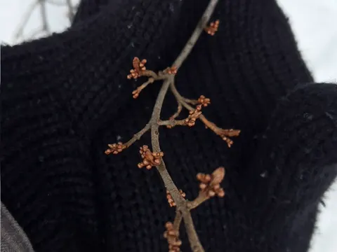 Soopolallie (Shepherdia canadensis)