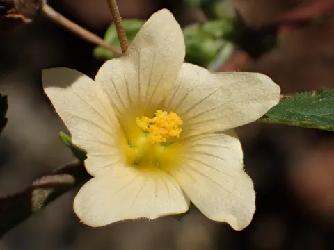 Kubajute (Sida rhombifolia)