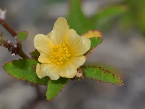 Dorn-Malvinde (Sida spinosa)