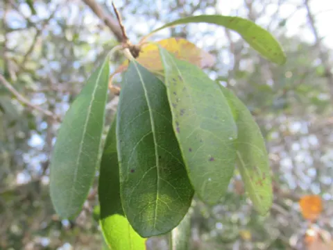 Sideroxylon lanuginosum (Sideroxylon lanuginosum)