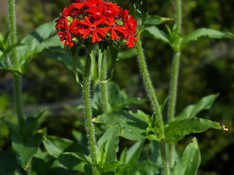 Brennende Liebe (Silene chalcedonica)