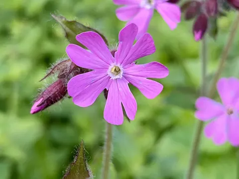Rote Lichtnelke (Silene dioica)