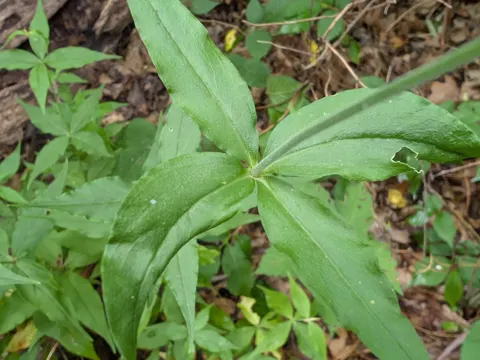 Starry Campion (Silene stellata)