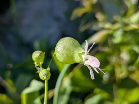 Taubenkropf-Leimkraut