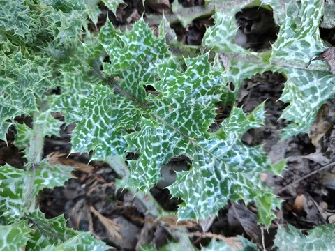 Mariendistel