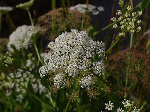 Greater Water-parsnip (Sium latifolium)