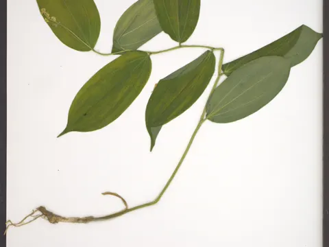 False Solomon's Seal (Smilacina racemosa)