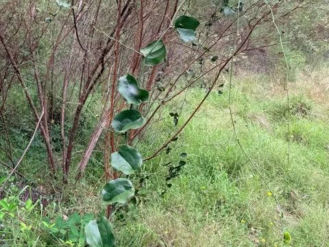 Smilax australis (Smilax australis)