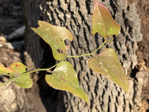 Bristly Greenbrier (Smilax bona-nox)