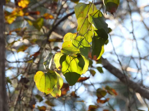 Greenbrier (Smilax rotundifolia)