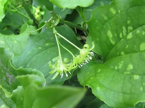 Smilax tamnoides