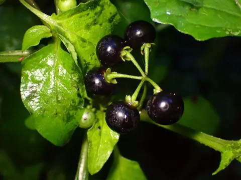 Schwarzer Nachtschatten (Solanum americanum)