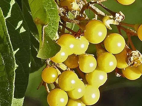 Solanum argentinum (Solanum argentinum)