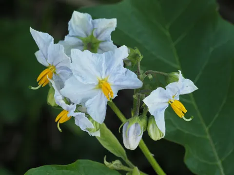 Solanum bonariense (Solanum bonariense)