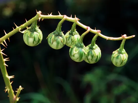 Karolinischer Nachtschatten (Solanum carolinense)