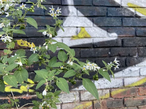 Solanum chenopodioides (Solanum chenopodioides)