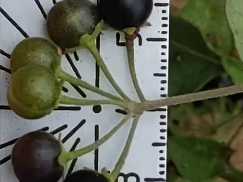 Solanum douglasii (Solanum douglasii)