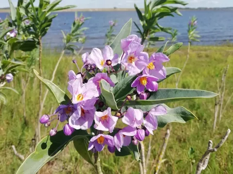 Solanum glaucophyllum (Solanum glaucophyllum)