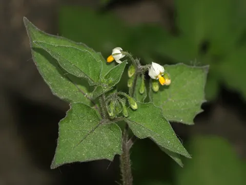 Schwarzer Nachtschatten (Solanum nigrum)