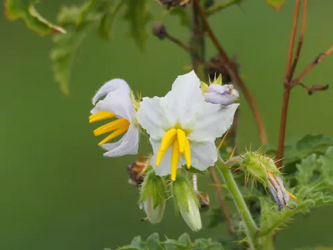 Stachel-Nachtschatten (Solanum sisymbriifolium)