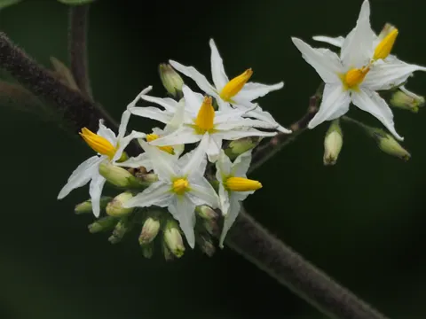Teufels-Feige (Solanum torvum)