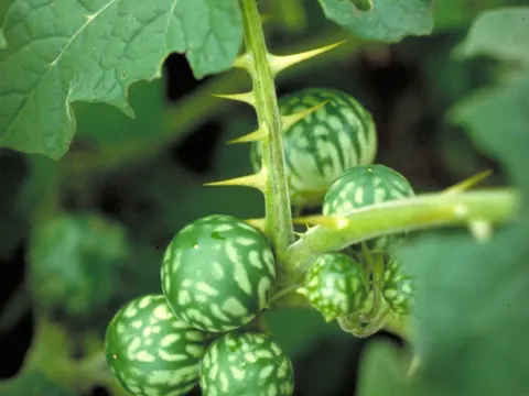 Solanum (fruit) (Solanum viarum)