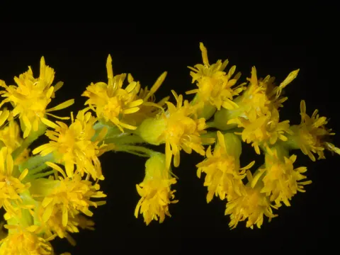 Canada Goldenrod