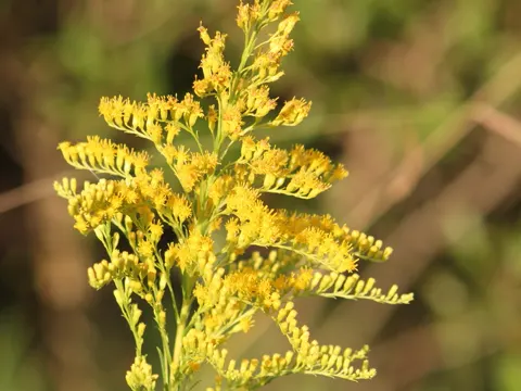 Goldrute (Solidago chilensis)