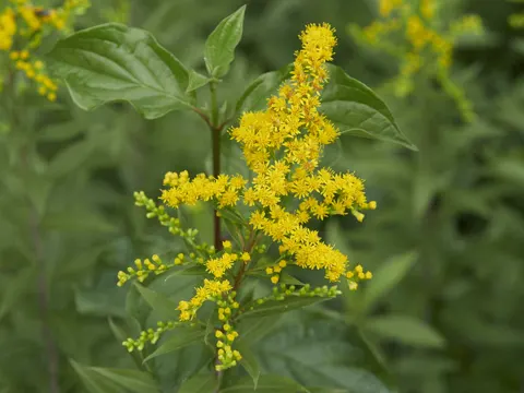 Späte Goldrute (Solidago gigantea)