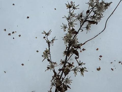 Goldenrod