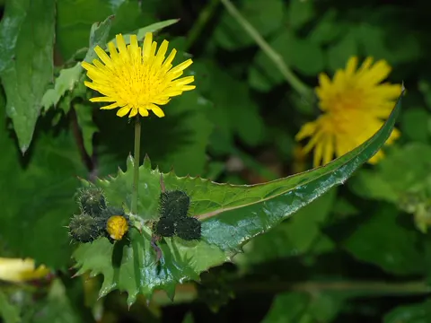 Smooth Sow-thistle