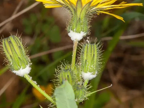 Zarte Gänsedistel (Sonchus tenerrimus)