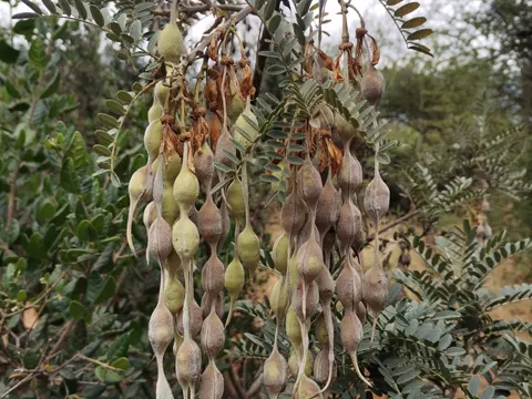 Sophora macrocarpa