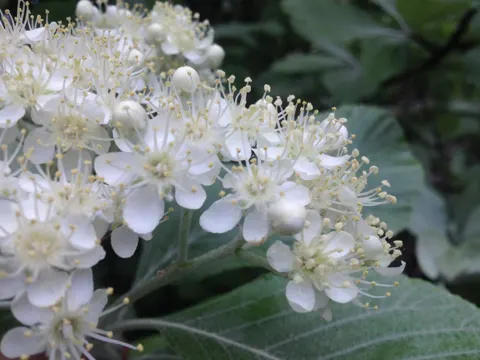 Echte Mehlbeere (Sorbus aria)