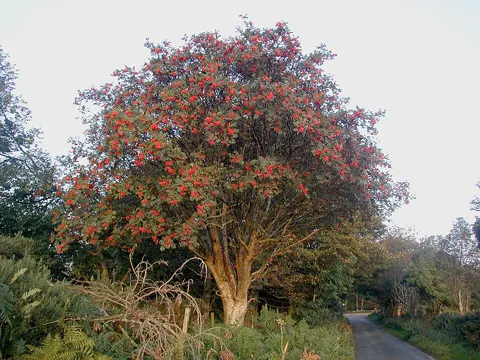 Rowan