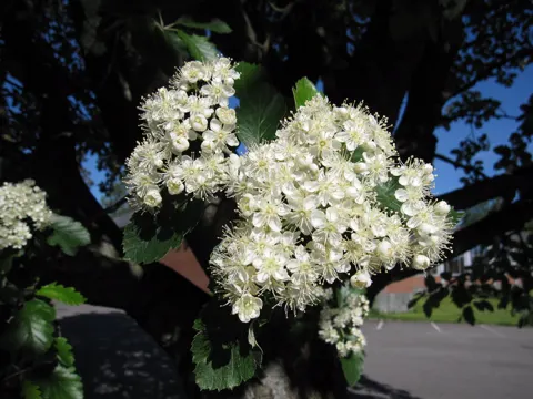 Schwedische Mehlbeere (Sorbus intermedia)
