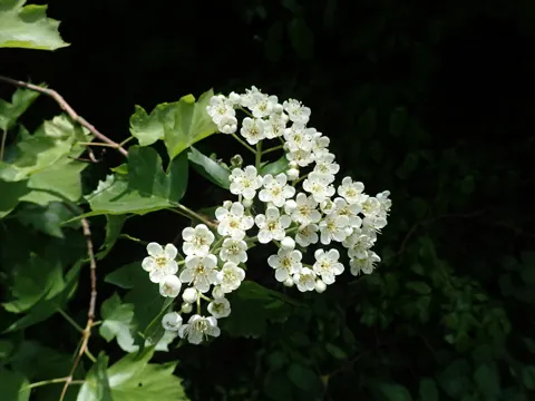 Elsbeere