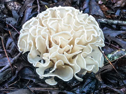 Blumenkohl-Pilz